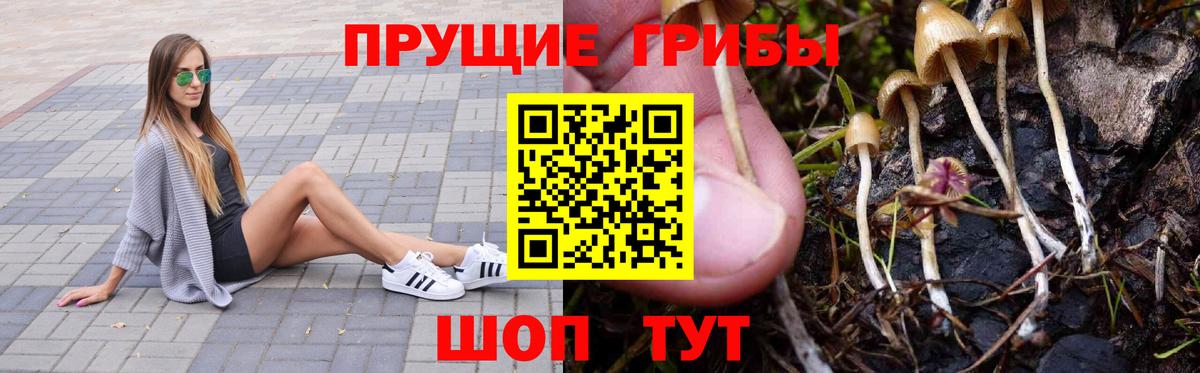 наркошоп  Вход с VPN  Нарткала  Псилоцибиновые грибы GOLDEN TEACHER  Галлюциногенные грибы Psilocybe 